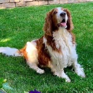 Meet your Posher, Robert